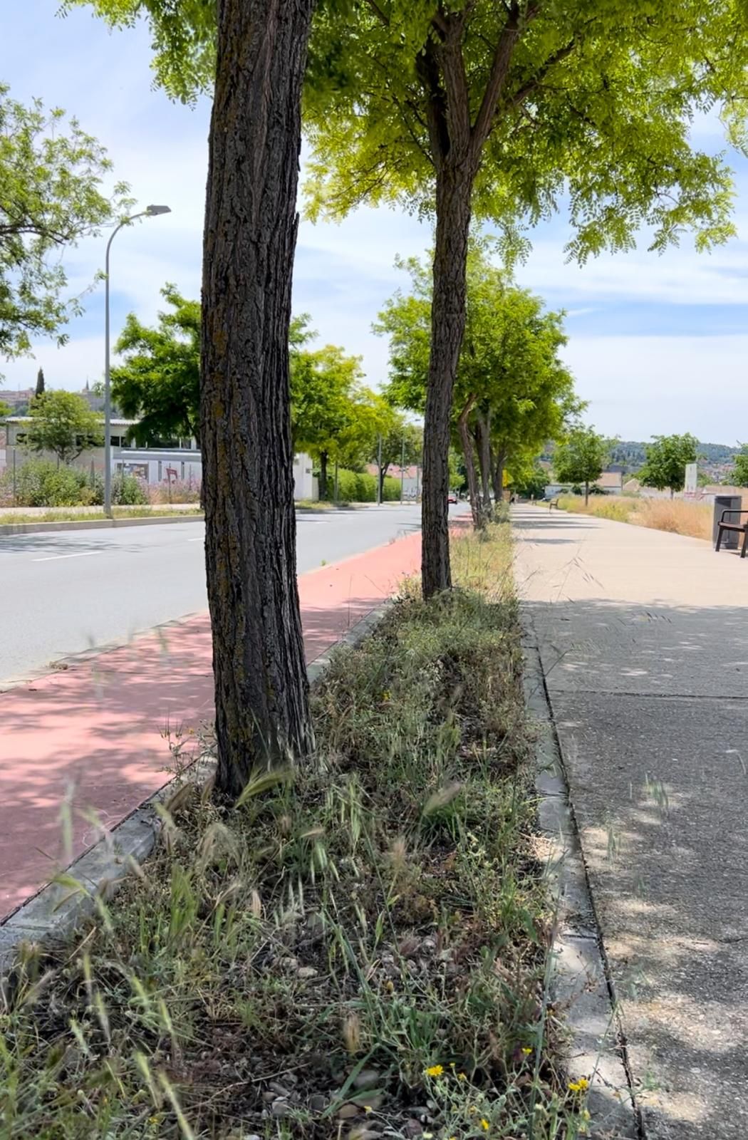 El PSOE denuncia el abandono del nuevo parque de la Vega Baja