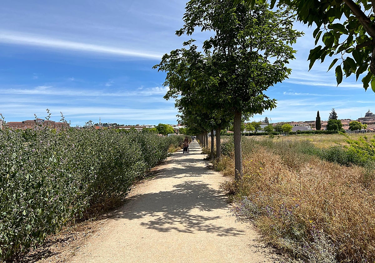 Maleza en la Senda de las Moreras