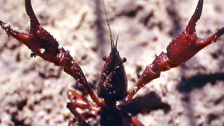 Un cangrejo rojo, la especie invasora que lo ha cambiado todo