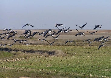 Los ecologistas se quejan a la Junta por un plan de ZEPA en esteparias que «da más espacio a usos agrarios»