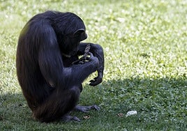 El desgarrador duelo de una chimpancé en Valencia que no ha dejado de abrazar a su cría muerta en tres meses