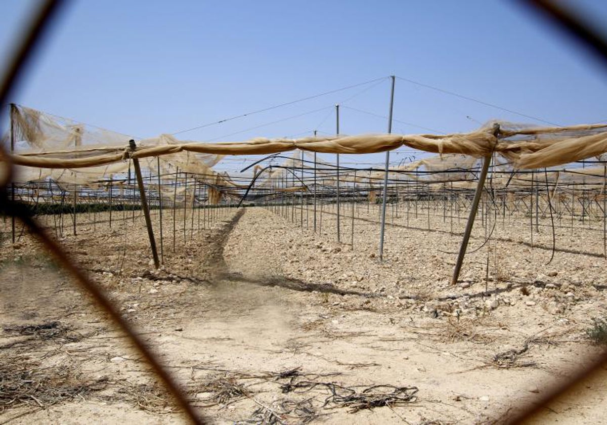 Cultivo en invernaderos abandonado por la sequía endémica de hace años en una zona de la cuenca del Júcar situada en la provincia de Alicante.