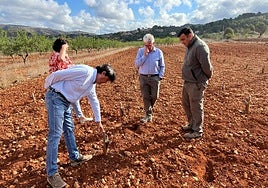 Agricultores y municipios alicantinos recurren a riegos de socorro tras perder millones de kilos de uva por la sequía y la «fauna salvaje»
