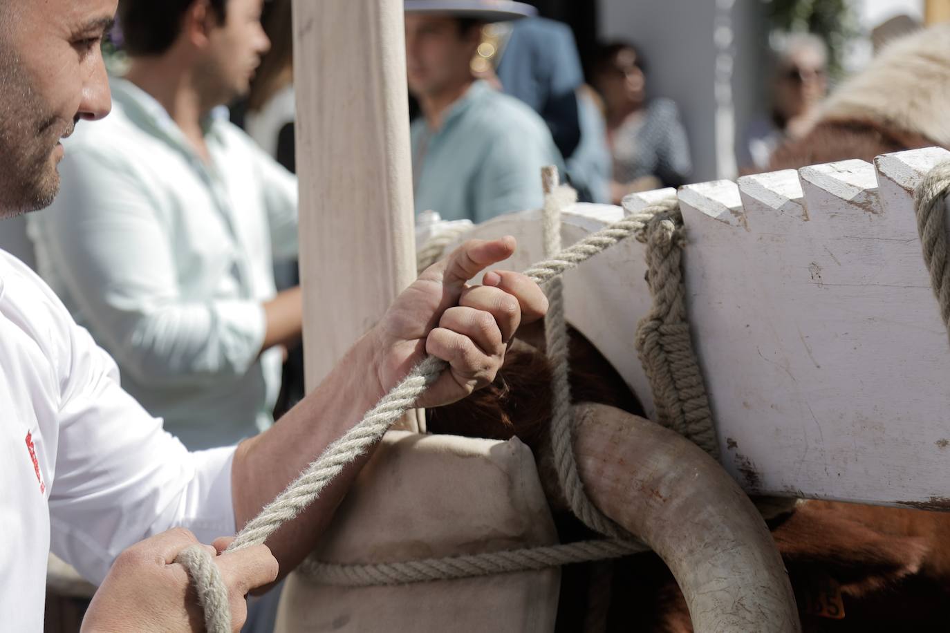 La Hermandad de Coria del Río ha iniciado hoy martes su peregrinación hacia la aldea del Rocío 