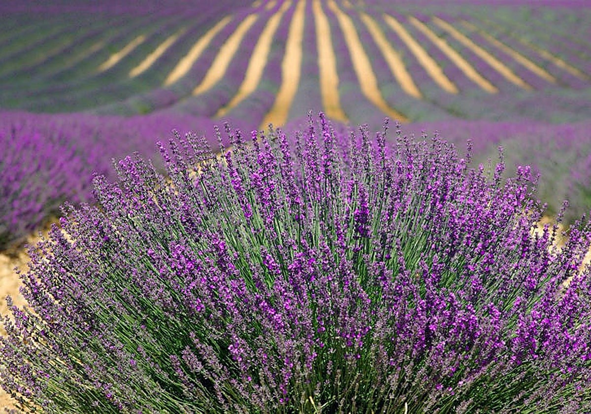 El sector de las aromáticas alerta de crisis de precios y pide apoyo: «No podemos vivir de las fotos de Instagram»