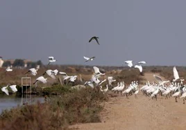 Veta la Palma, refugio de las aves de Doñana debido a la sequía