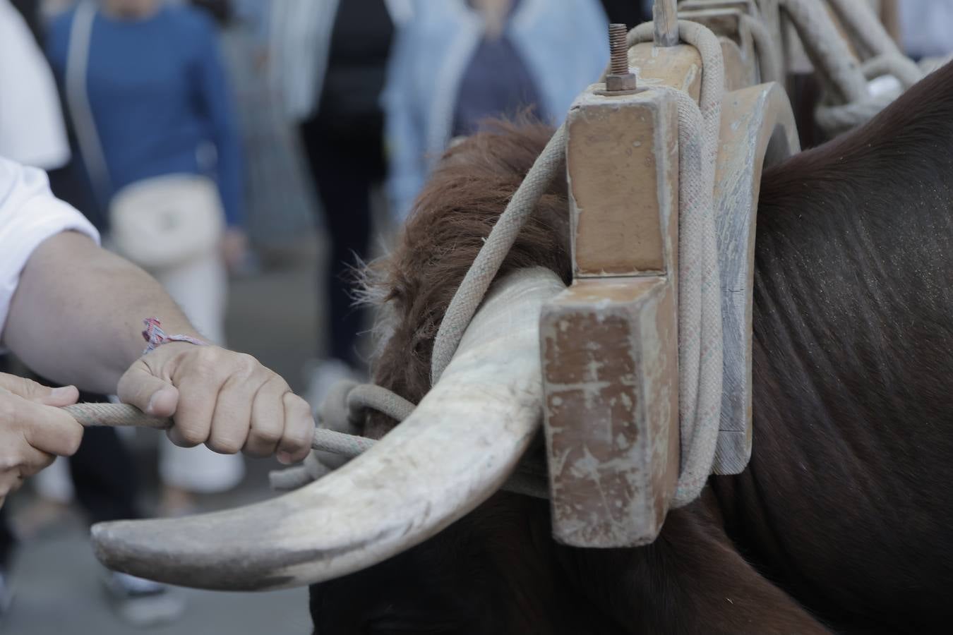 Jueves festivo en la parroquia de San Juan de Ávila donde ha celebrado misa de romeros la hermandad del Rocío de Sevilla Sur, antes de partir hacia la aldea de Almonte
