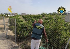 Sorprenden a dos ladrones mientras roban 250 kilos de naranjas y limones en Alicante