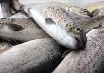 Las duras condiciones con las que matan a peces para consumo humano en una piscifactoría de Guadalajara