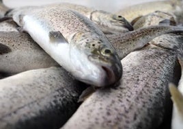 Las duras condiciones con las que matan a peces para consumo humano en una piscifactoría de Guadalajara