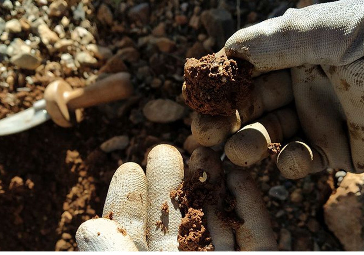 Imagen de los efectos de la plaga de escarabajos en las trufas valencianas