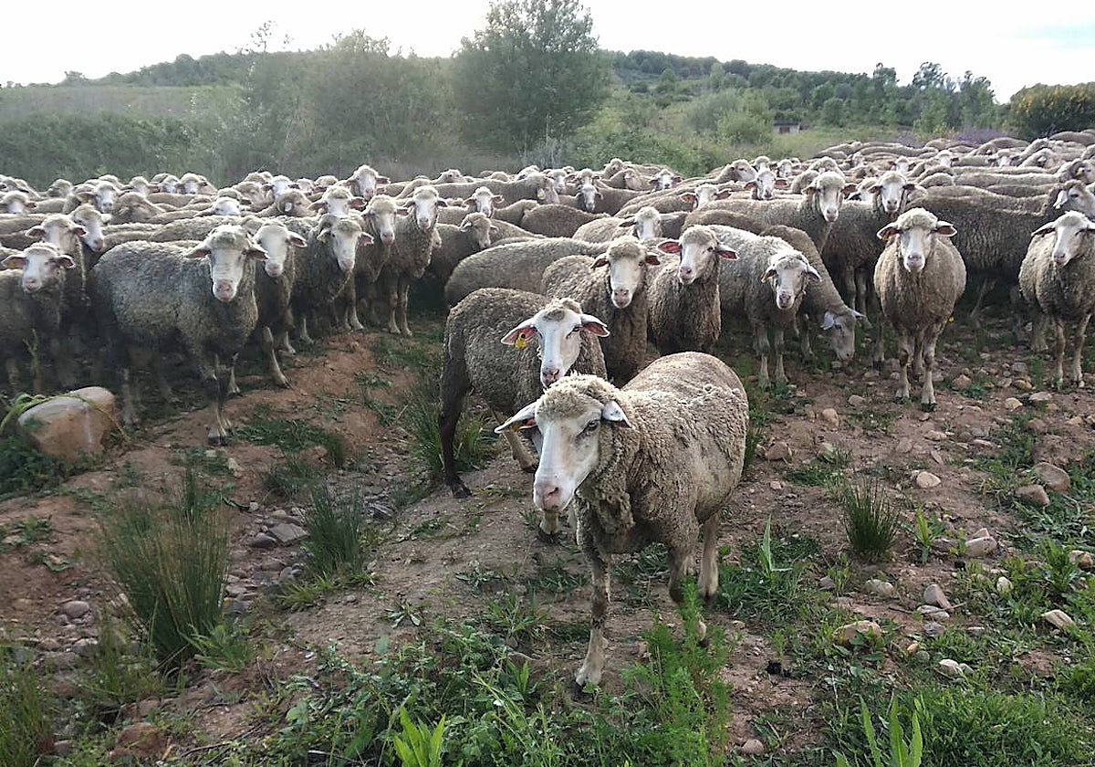 Un amplio rebaño de ovejas camina por un monte del municipio de Ponferrada