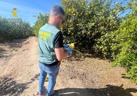 Un empresario estafa a agricultores en Alicante: compró 8.300 kilos de limones con cheques sin fondos