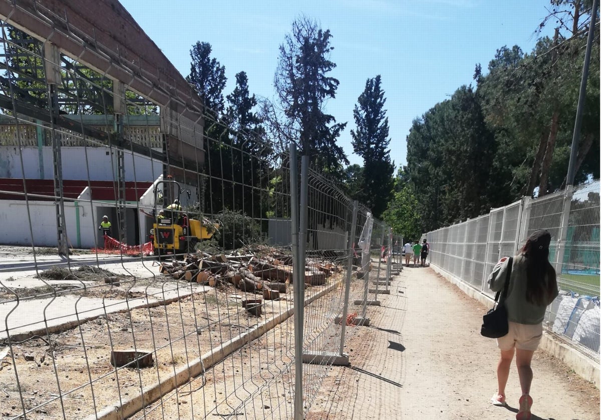 Zona en donde se ha producido la tala de árboles en la Escuela de Gimnasia