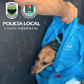 Investigan a una mujer que tiró un perro al contenedor en una bolsa de basura cerrada