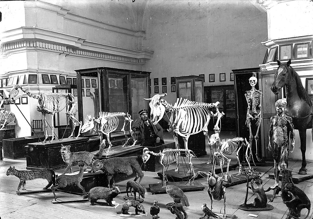 Gabinete Anatómico de la Escuela Subalterna de Veterinaria de León, en el antiguo Convento de los Franciscanos Descalzos, hacia 1860