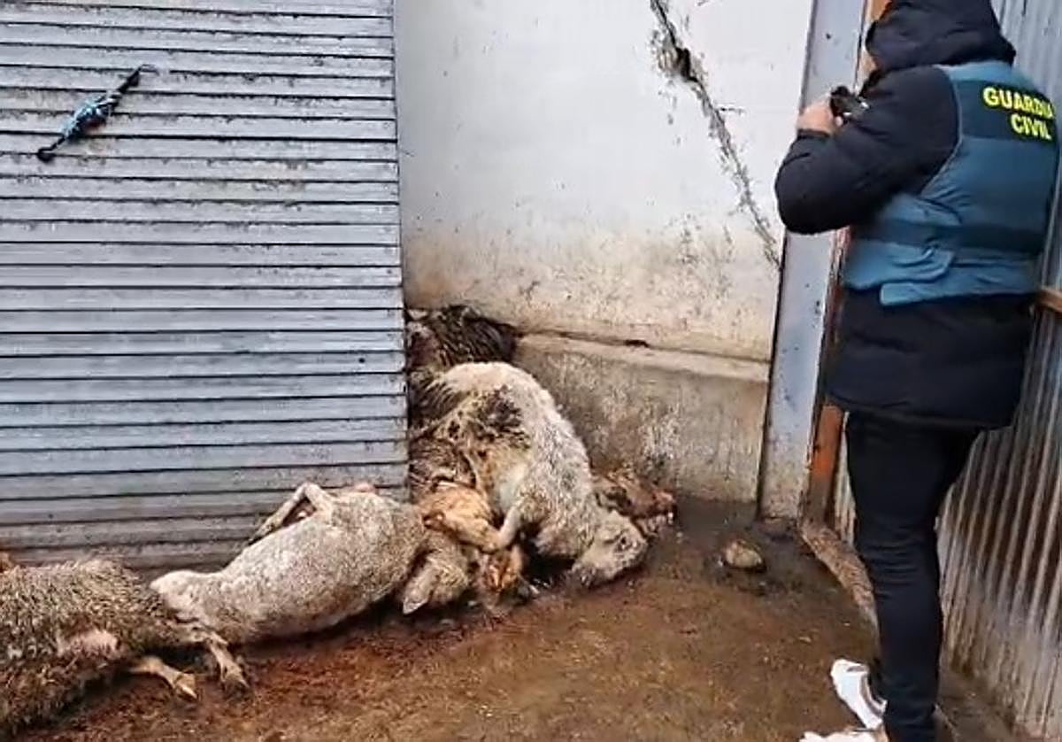 Cadáveres hallados por la Guardia Civil durante una inspección