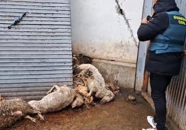 Ordenan el sacrificio de las ovejas que convivían entre ratas y cadáveres en Valladolid