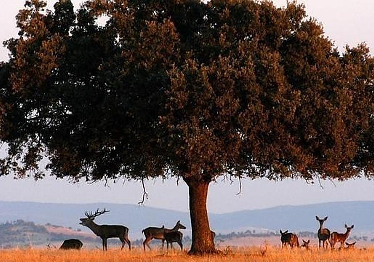 Denuncian ante la Comisión Europea la gestión «negligente» del Gobierno de España en Cabañeros