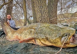 Un 'monstruo' en el Ebro: un pescador captura un siluro de 85 kilos... y lo devuelve al río