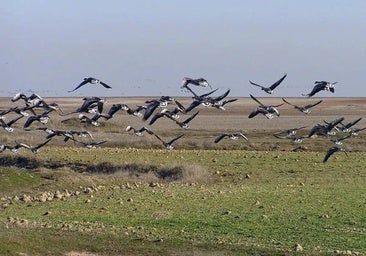 La región compensa con 8,2 millones a agricultores de zonas ZEPA por la protección de aves esteparias