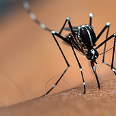 La sequia redujo a la mitad la presencia de mosquitos en 2023