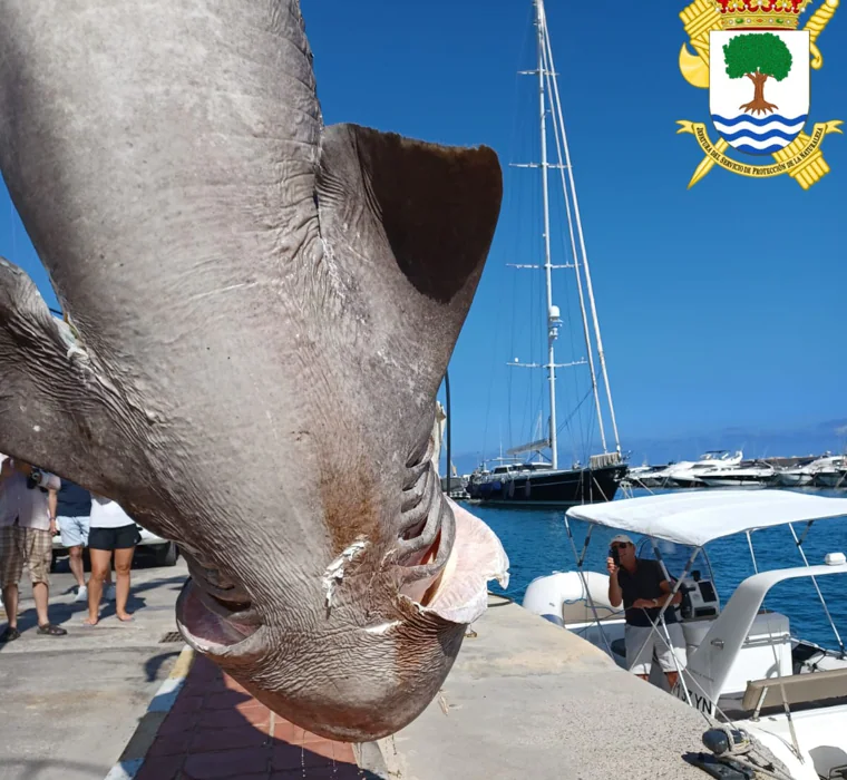 Imagen de la cañabota hallada en Altea