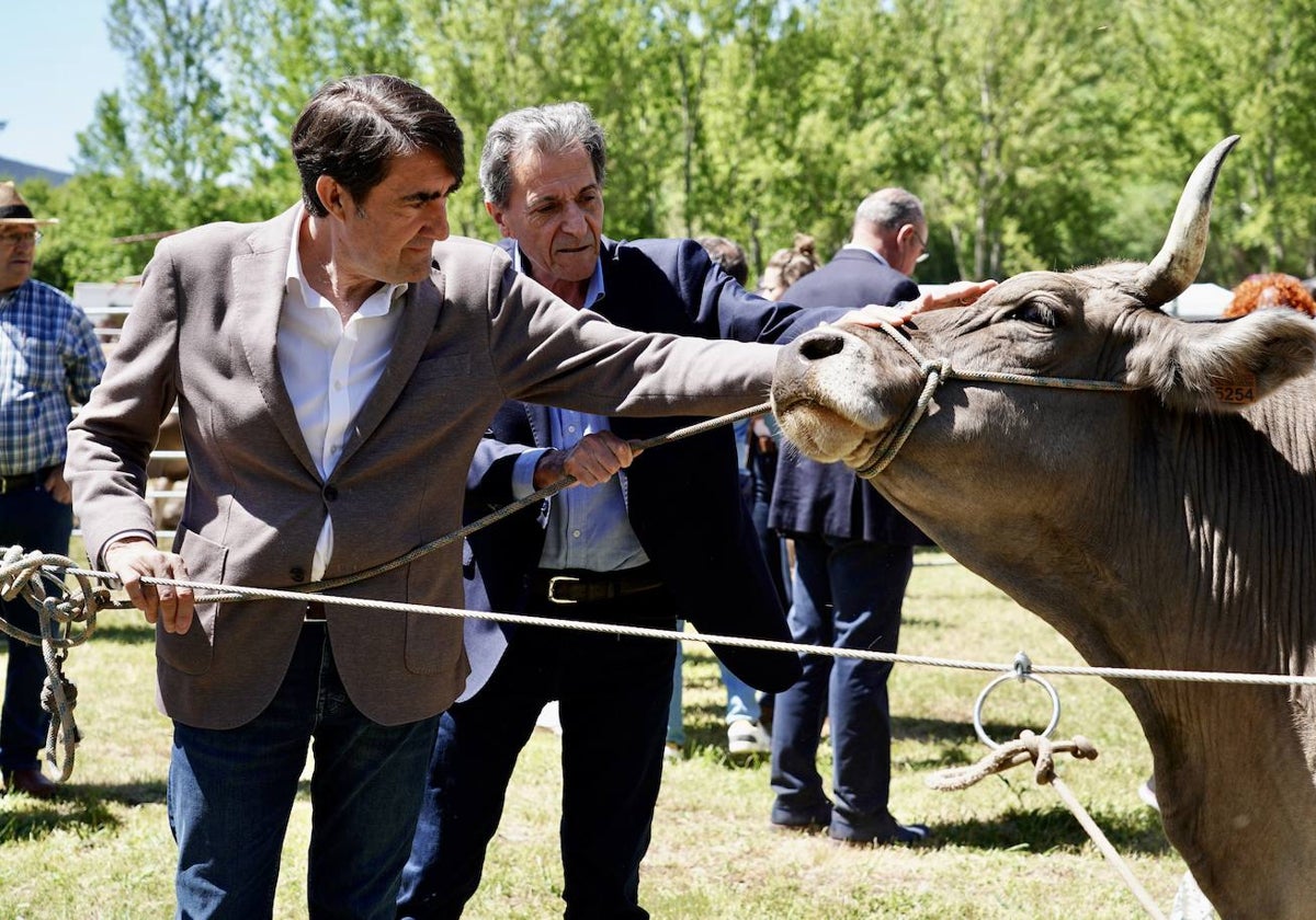 El consejero de Medio Ambiente, Vivienda y Ordenación del Territorio, Juan Carlos Suárez-Quiñones, asiste a la Feria de la Raza Parda de Montaña