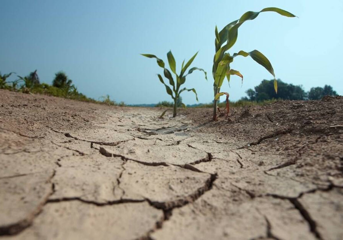 La Junta anuncia medida para paliar los daños ocasionados por la sequía en el sureste de Castilla-La Mancha