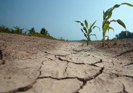 La Junta anuncia medida para paliar los daños ocasionados por la sequía en el sureste de Castilla-La Mancha