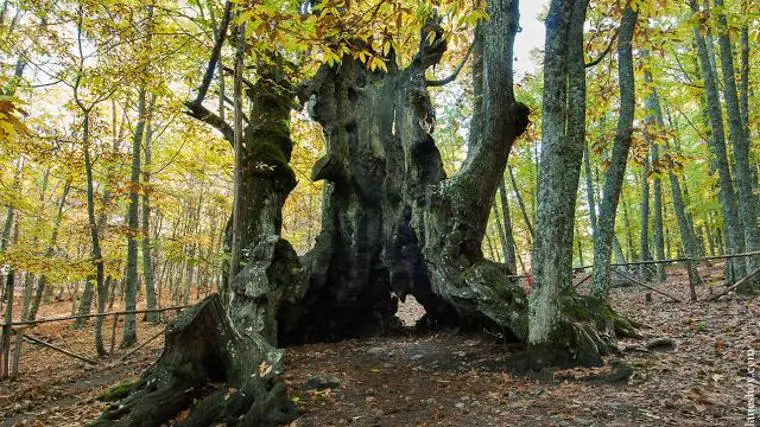 Castaño 'El Abuelo'