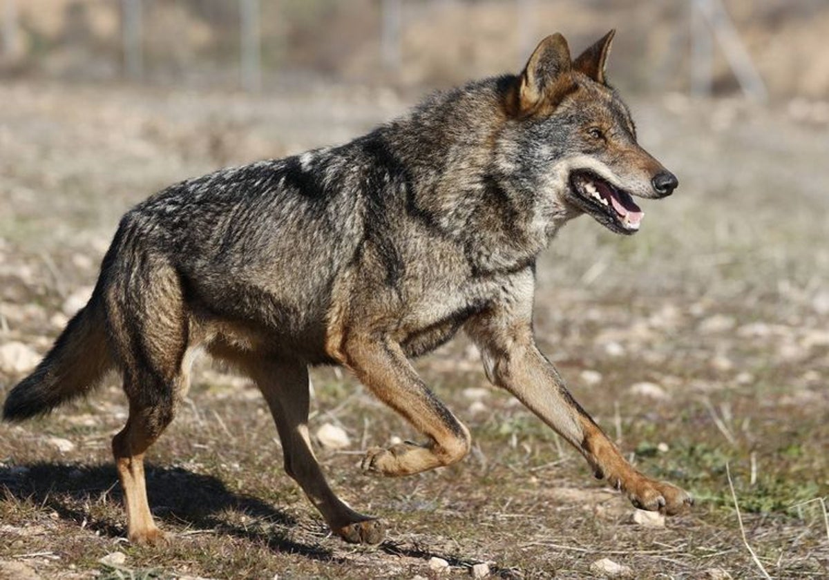 Un ejemplar de lobo ibérico en una imagen de archivo