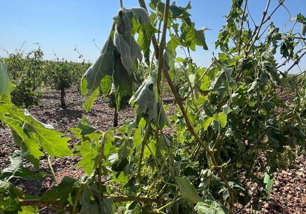 Asaja está evaluando los daños producidos por la tormenta de granizo de esta semana