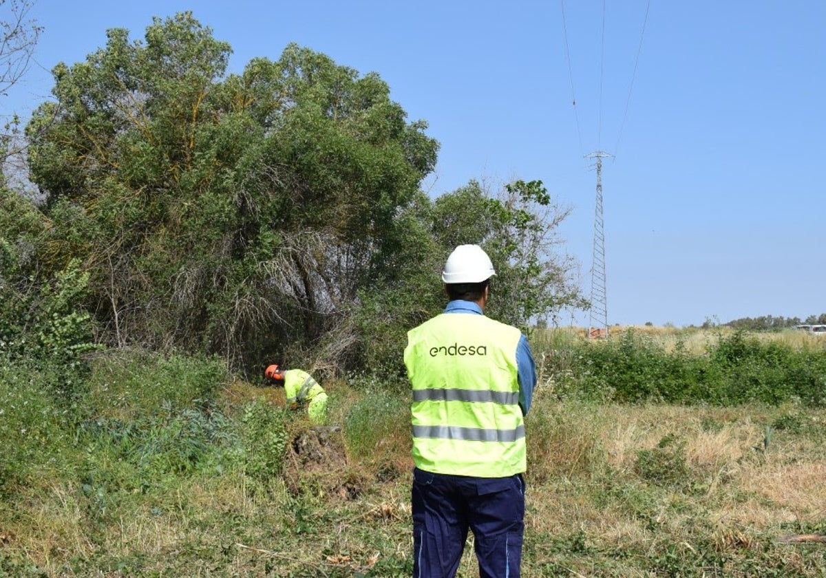 Más de 9.000 kilómetros de cableado han sido adecuados por Endesa