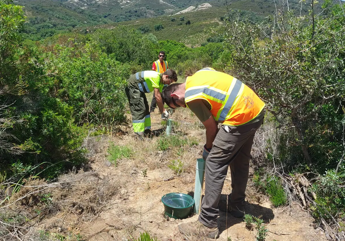 Técnicos forestales en los trabajos de campo con el prototipo en plantas de repoblación donde ha sido instalado