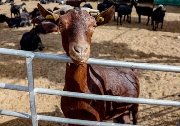 Detenido un hombre por violar a una cabra en el Hospital Veterinario de la Complutense