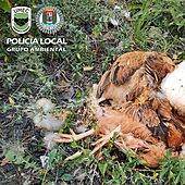 Un rastro de gallinas decapitadas lleva a un nuevo foco de santería en Canarias