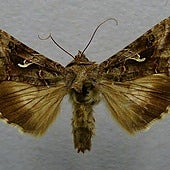 Las polillas gigantes invaden Madrid: proliferan numerosos ejemplares