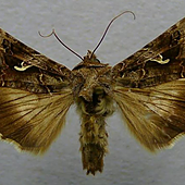 Las polillas gigantes invaden Madrid en su viaje hacia el norte