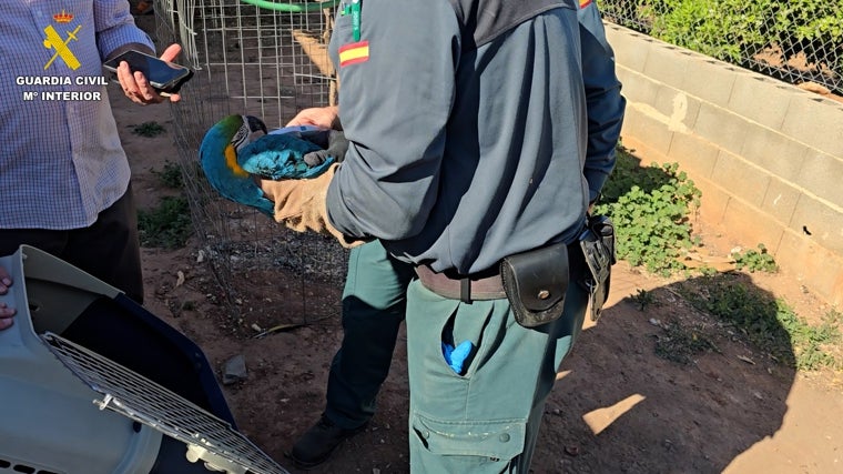 El Seprona descubre un centenar de gallos heridos en peleas ilegales en una casa de campo en Valencia