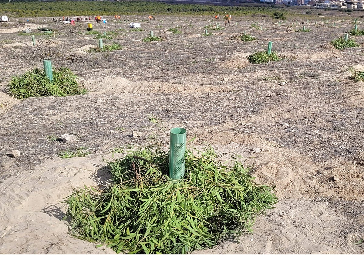 La sequía se agrava en la Comunidad Valenciana y recurren a una técnica de plantación «extrema» para zonas semiáridas