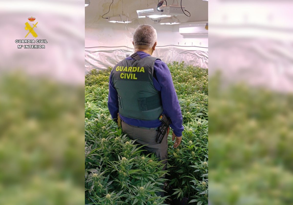 Un agente de la Guardia Civil en un cultivo de marihuana desmantelado en Villena