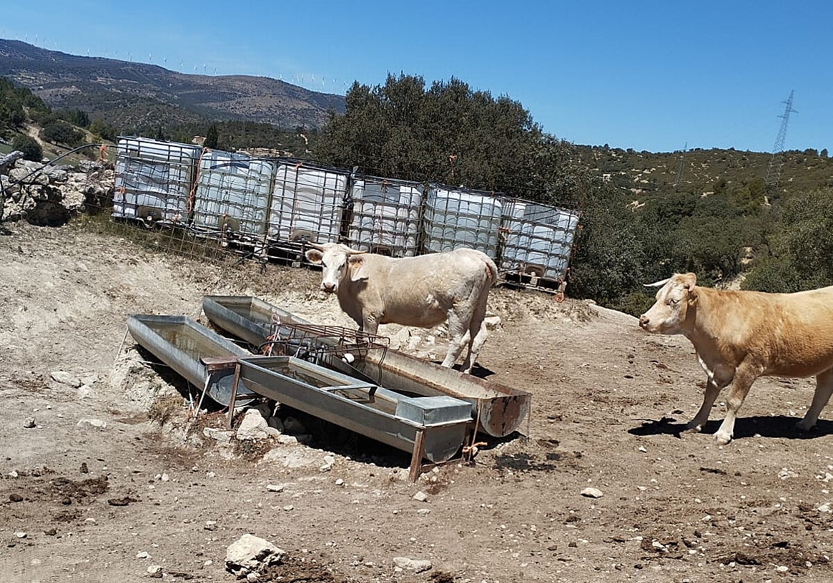 Imagen de dos vacas en un campo agrario de Castellón afectado por la sequia