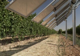 Winesolar de Iberdrola en los viñedos de González Byass en Guadamur, 'Premio regional de Medio Ambiente 2024'