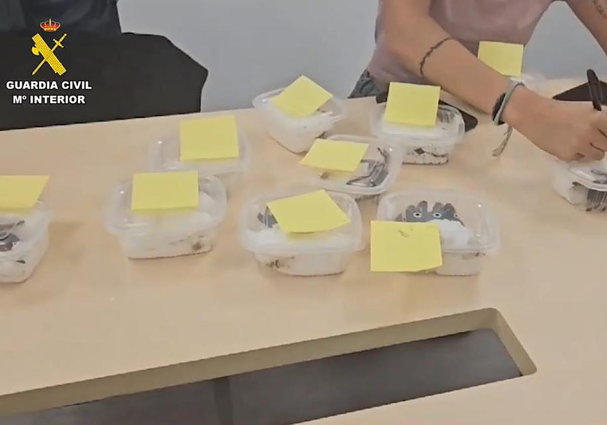 Las tarántulas localizadas en el aeropuerto de Barajas