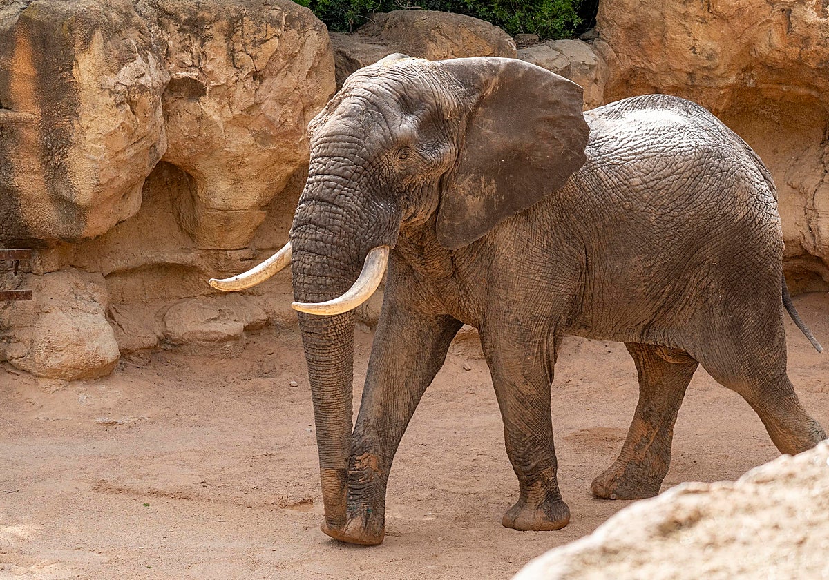 Tooth, el nuevo macho de elefante de Bioparc Valencia comienza a explorar la sabana