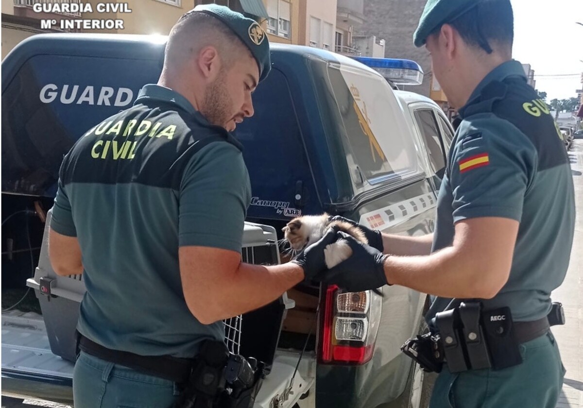 Imagen de los dos agentes de la Guardia Civil con el gato rescatado en Benicarló