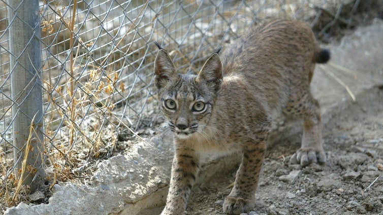 Noche en el Zoo de Córdoba: la acampada de verano entre animales por solo 20 euros