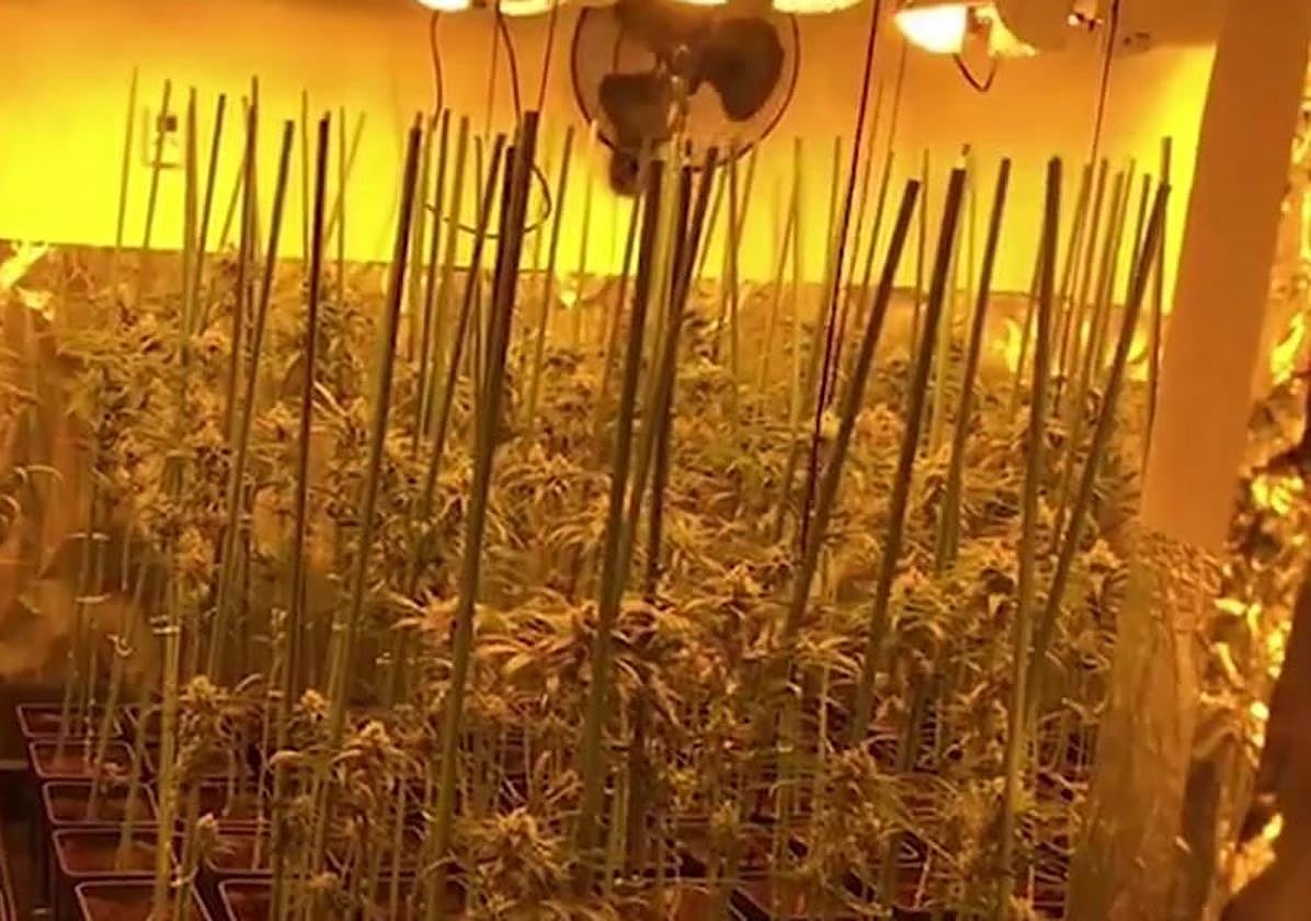 Plantación 'indoor' de marihuana con un enganche ilegal de luz