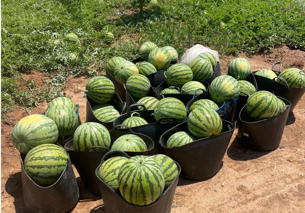 Imagen de varios cubos repletos de sandías de un campo de Valencia